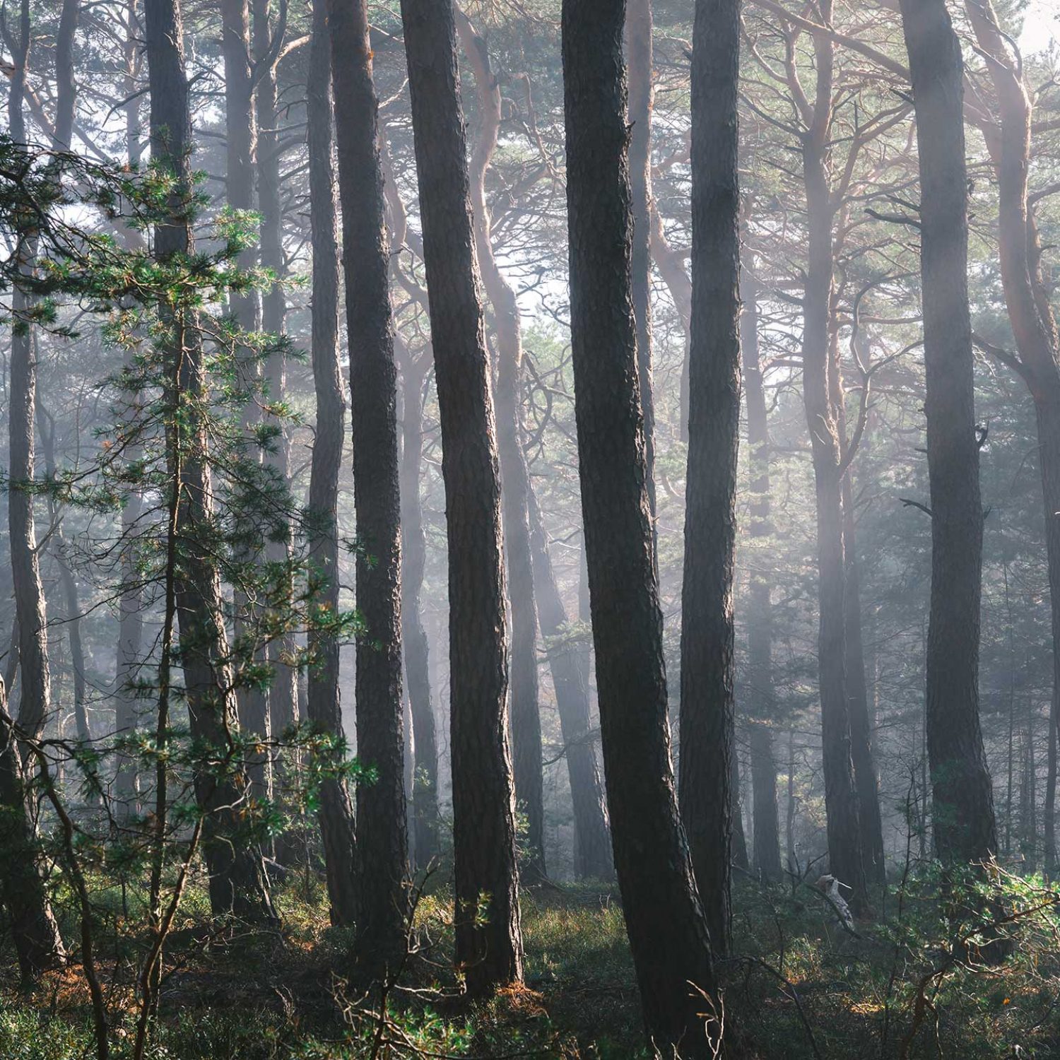 Palatinate Forest endless rich green