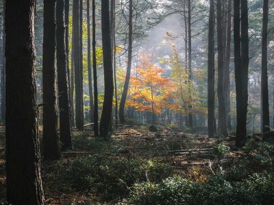 Pfälzer Wald im Herbst